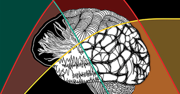 Nueva publicación en neurociencia cognitiva del desarrollo